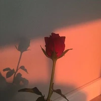 Joyce(bạn gái TCN)y/n