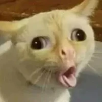Tác giả cute