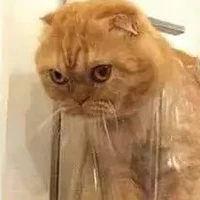 y/n