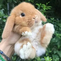 Bông Gòn(Y Nhất Dạng thỏ)