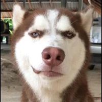 t/g bị ghẻ