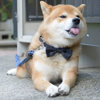 tg/yêu chó