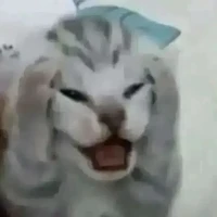 Hệ thống cute của Ocha (