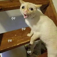 tg bị dính lời nguỳn