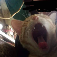 Tác giả