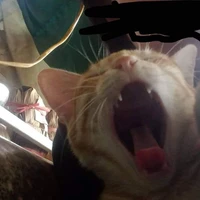 Tác giả