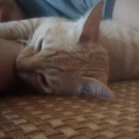 tên hải tặc nào đó