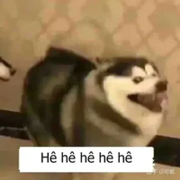 con chóa nào đó