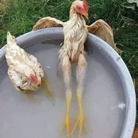 Nhân vật quần chúng