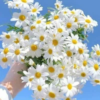 (All nữ)