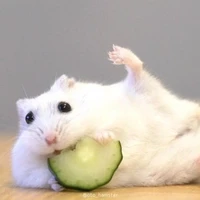chuột điên=)