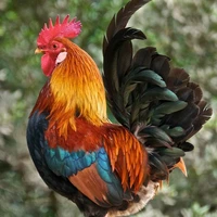 Con Gà