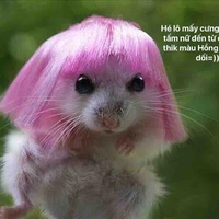 Con tác giả nghiện lòi kèn 