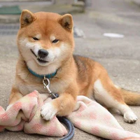 Chó