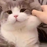 Cân mọi nhân vật