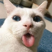 tg