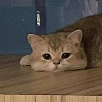 Tác giả