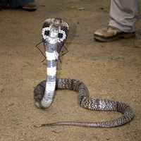 Pé 🐍 dthw