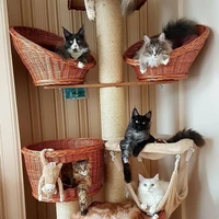 5 con mèo của cô