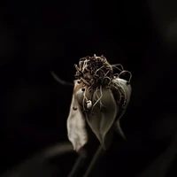 Thk Se nhưng ko thk đọc Se
