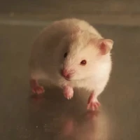 Chuột Thí Nghiệm(zombie)