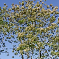 tg thiếu muối