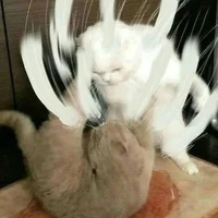 t/g ô hô