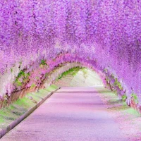 My dream