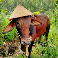 bò vui vẻ (tác giả)