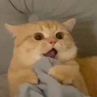 Nhỏ tác giả mê Karl