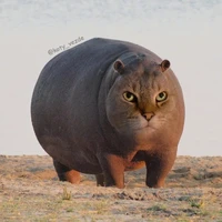anh dang di ia cho anh siuu