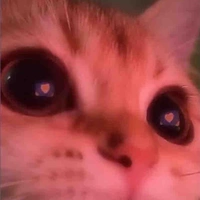 Cả lớp