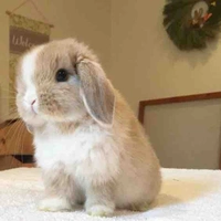 Bunny