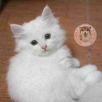 Mèo