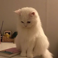 tác giả sợ vk😢