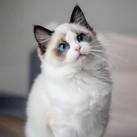 Mèo con ( Trương Cực )