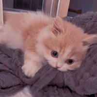 Mèo con