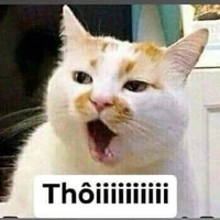 tg nè mấy bà 😿