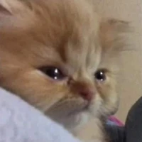 Tg hiền lành dễ thương cư tê hột me đây