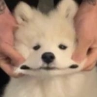 Tác Giả đẹp gái nè mấy em