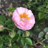 All mọi người 