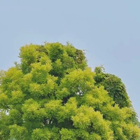 Ba Mẹ
