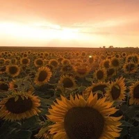 Kjs, Kjn, Pcy, Lls, Myg, Pjm, Knj