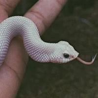 Rắn địa ngục - Pea