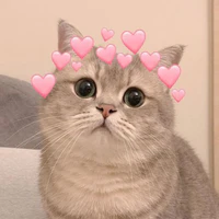 Tác giả mèo cute