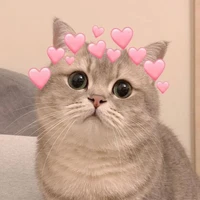 Tác giả mèo cute