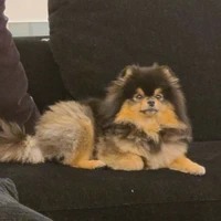 Yeontan