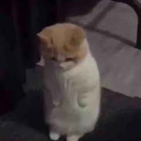Tg nạnh nùng