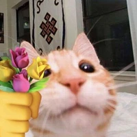 mc cutii