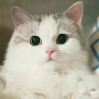 Mèo [ nhiều ]